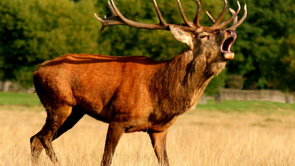 Les Cerfs Communs De Mule Drôles Opposent La Verticale Avec L